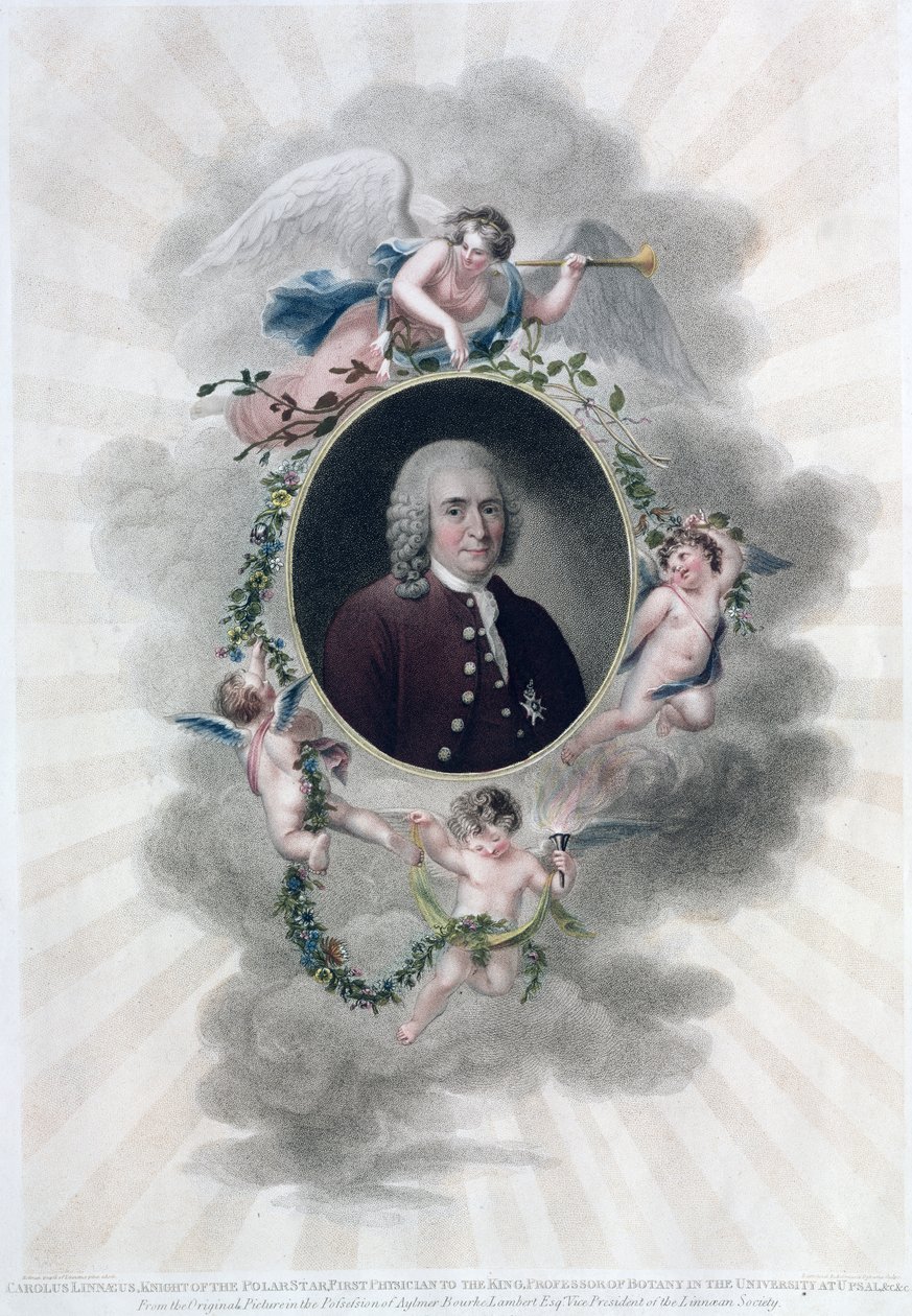 Carolus Linnaeus, Knight of the Polar Star, First Physician to the King, Professor of Botany in the University at Upsal, engraved by Francesco Bartolozzi, published 1806 by Hollman