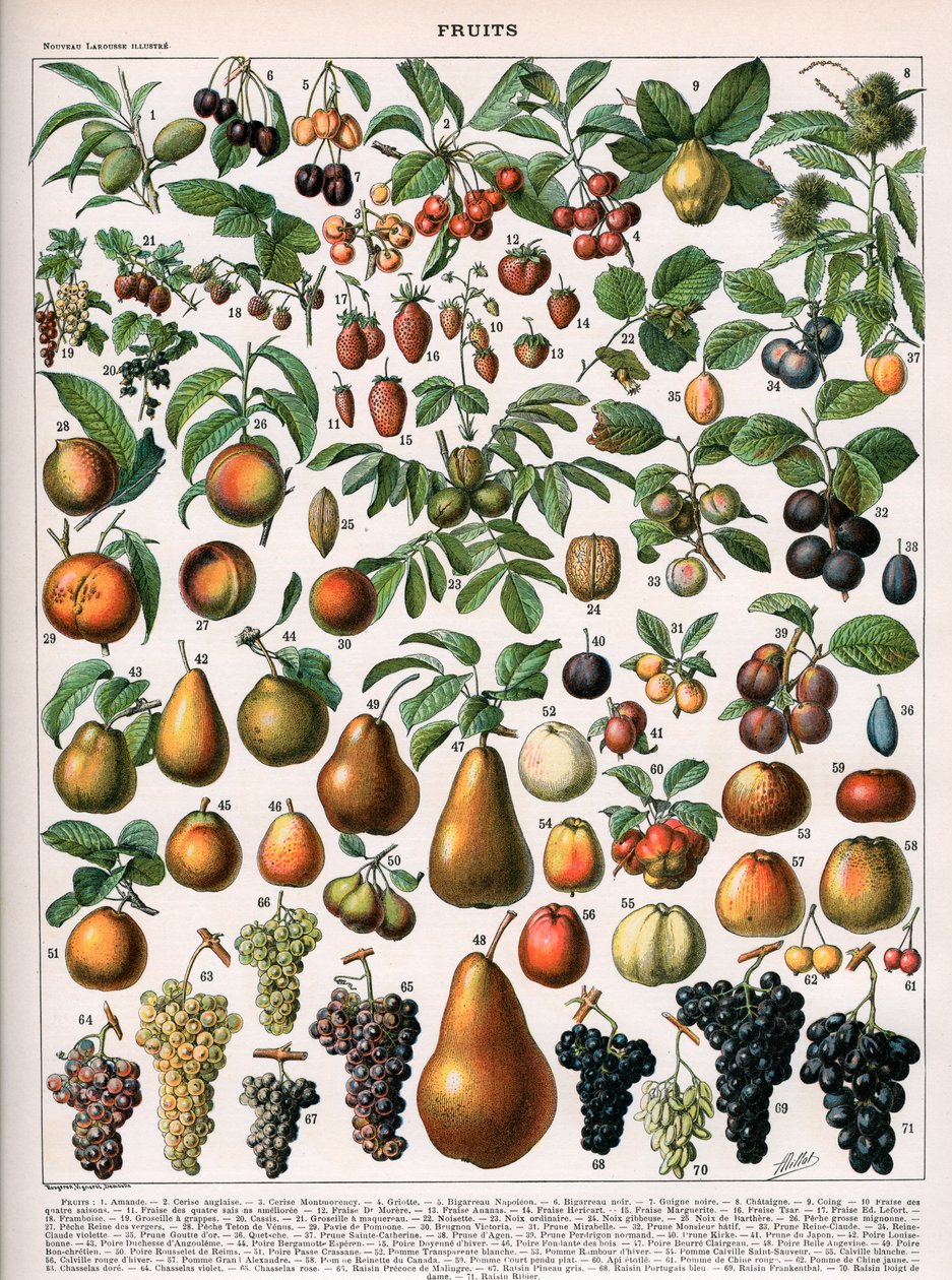 Illustration of Fruit Varieties, c.1905-10