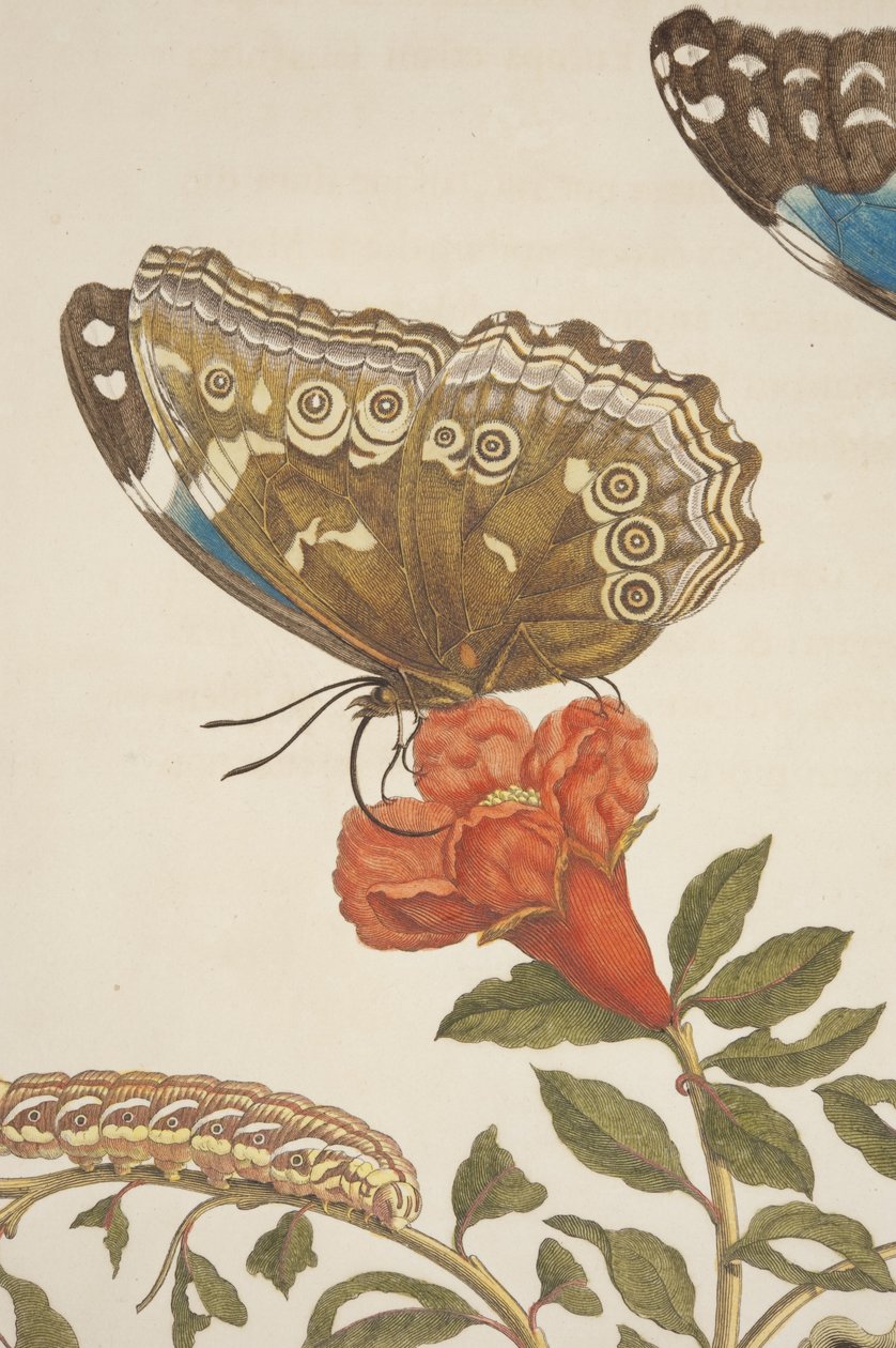 Detail of Plate IX from Metamorphosis Insectorum Surinamensium by Maria ...