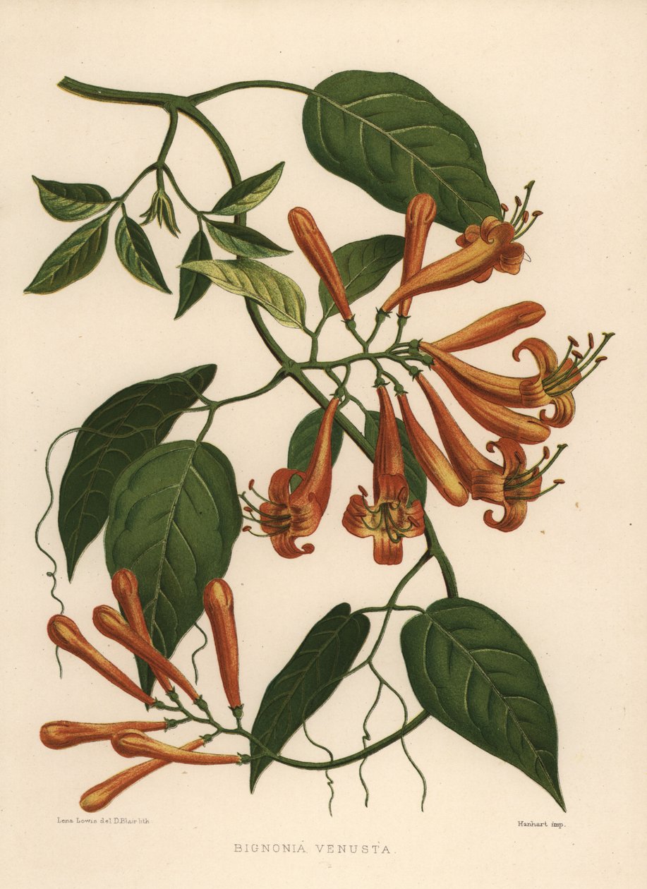 Flamevine or Orange Trumpetvine, Pyrostegia Venusta by Unknown