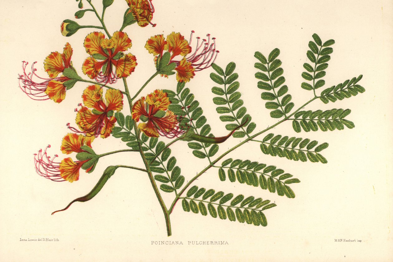 Poinciana, Caesalpinia Pulcherrima by Unknown