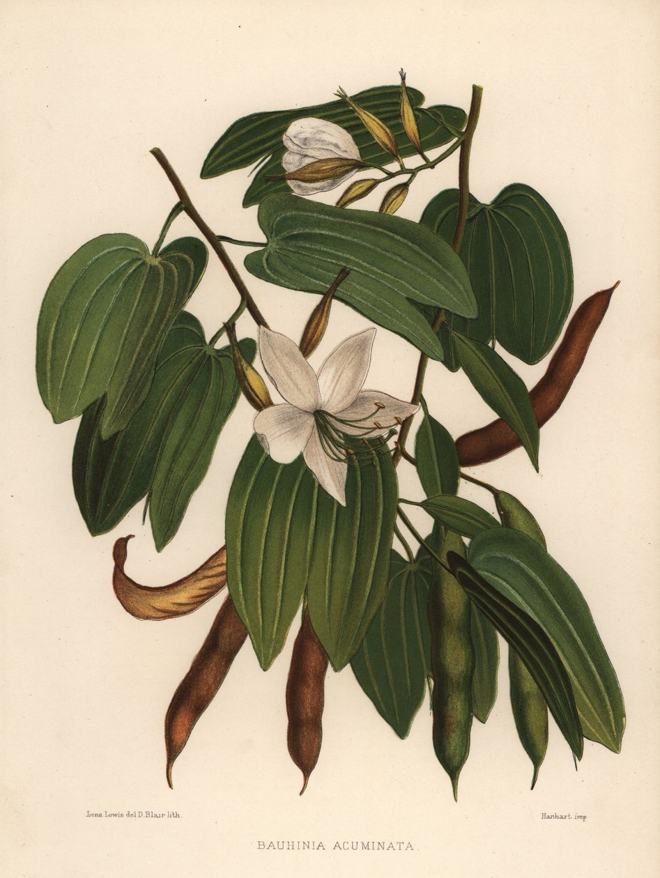 White Orchid-Tree, Bauhinia Acuminata by Unknown