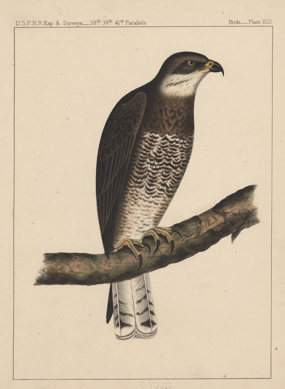 Birds, Plate XIII by American School