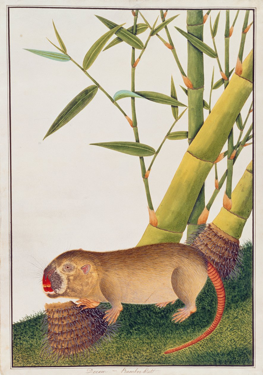 Bamboo Rat, Decan, from Drawings of Animals, Insects and Reptiles from Malacca, c.1805-18 by Chinese School