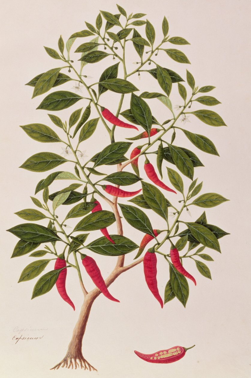 Chilly or Capsicum, Drawings of Plants from Malacca, c.1805-18 by Chinese School