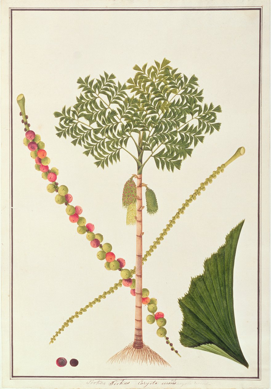 Fishtail Palm, from Drawings of Plants from Malacca, c.1805-18 by Chinese School