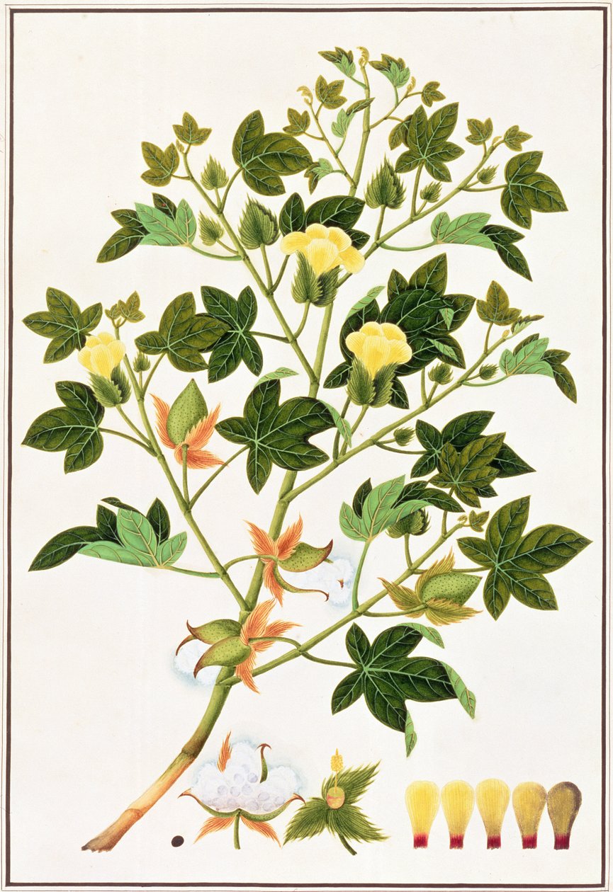 Gopypium Arboreum or Cotton Plant, c.1805-18 by Chinese School