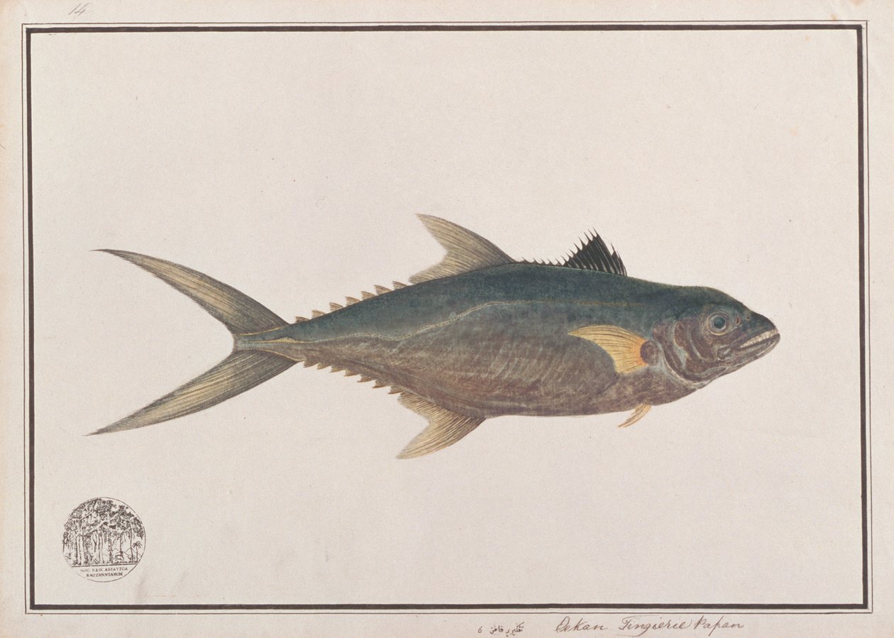 Indo-Pacific King Mackerel, from Drawings of Fishes from Malacca, c.1805-18 by Chinese School