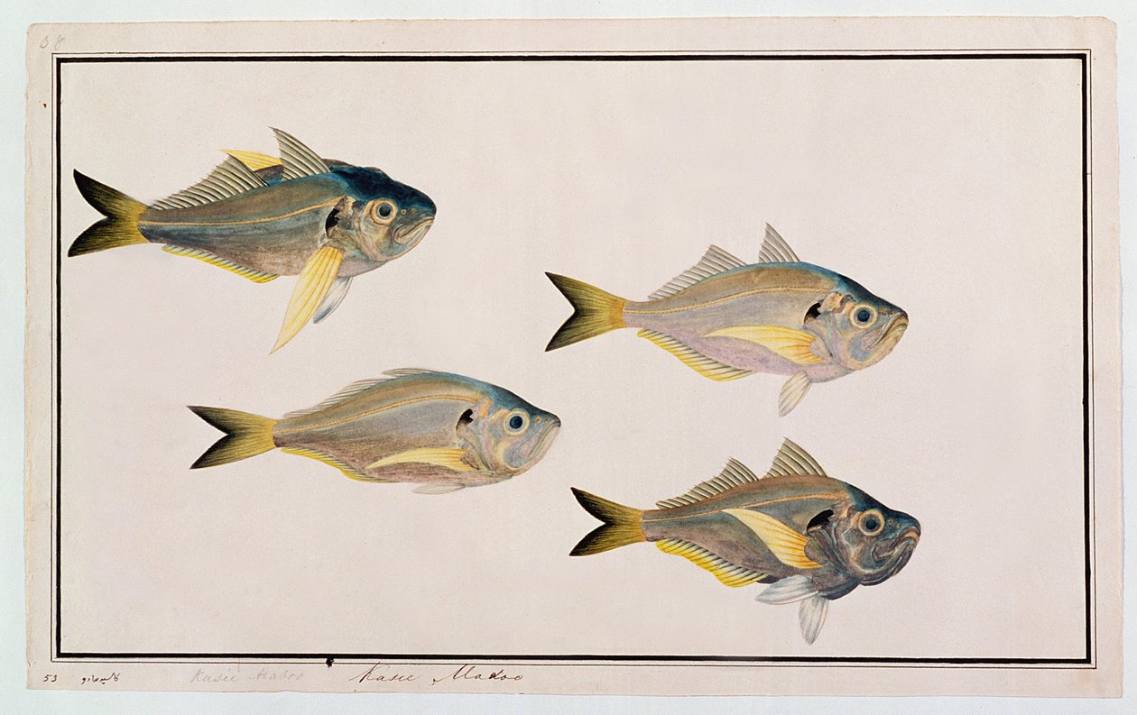 Kasee Madoo, from Drawings of Fishes from Malacca, c.1805-18 by Chinese School