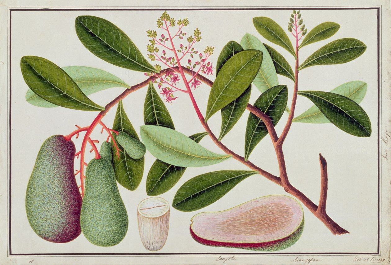 Langote or Mangifera, from Drawings of Plants from Malacca by Chinese School