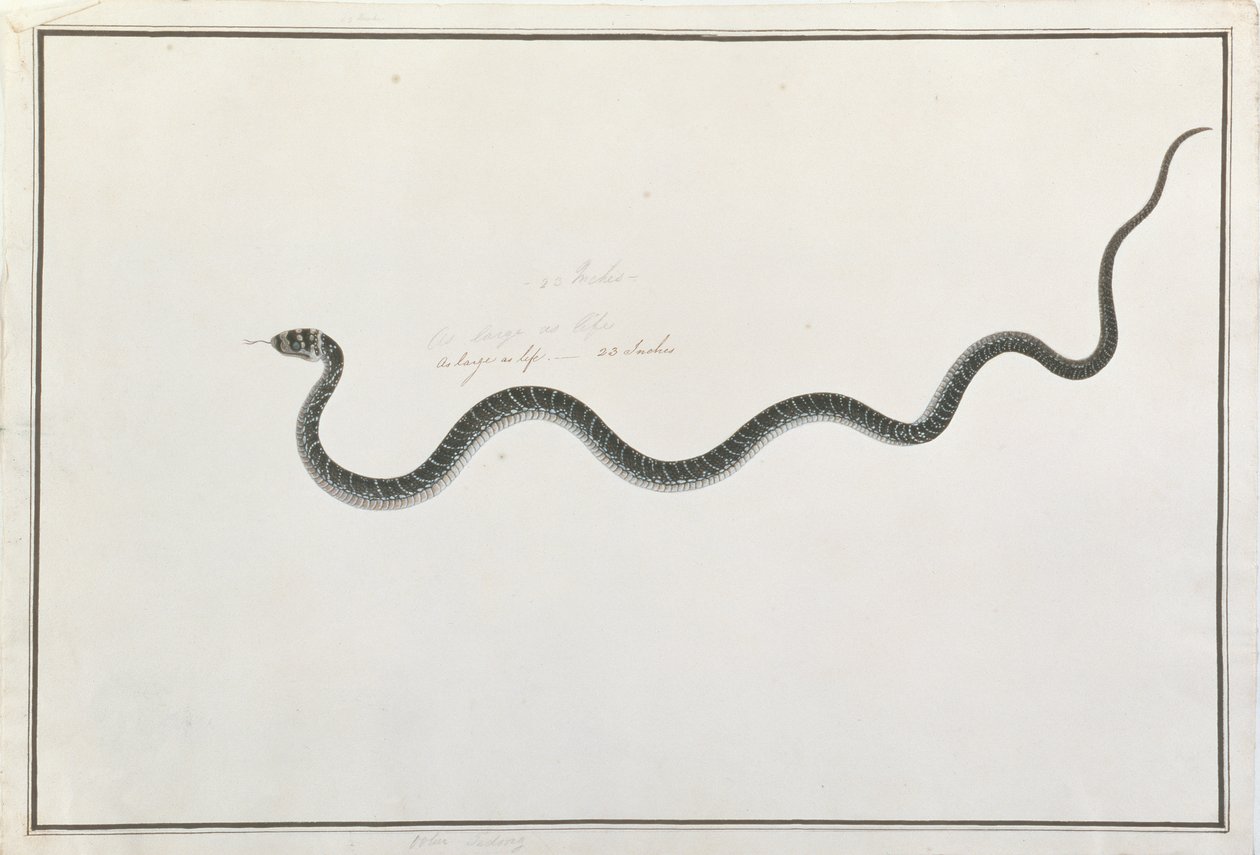 Oolur Tedong, from Drawings of Animals, Insects and Reptiles from Malacca by Chinese School