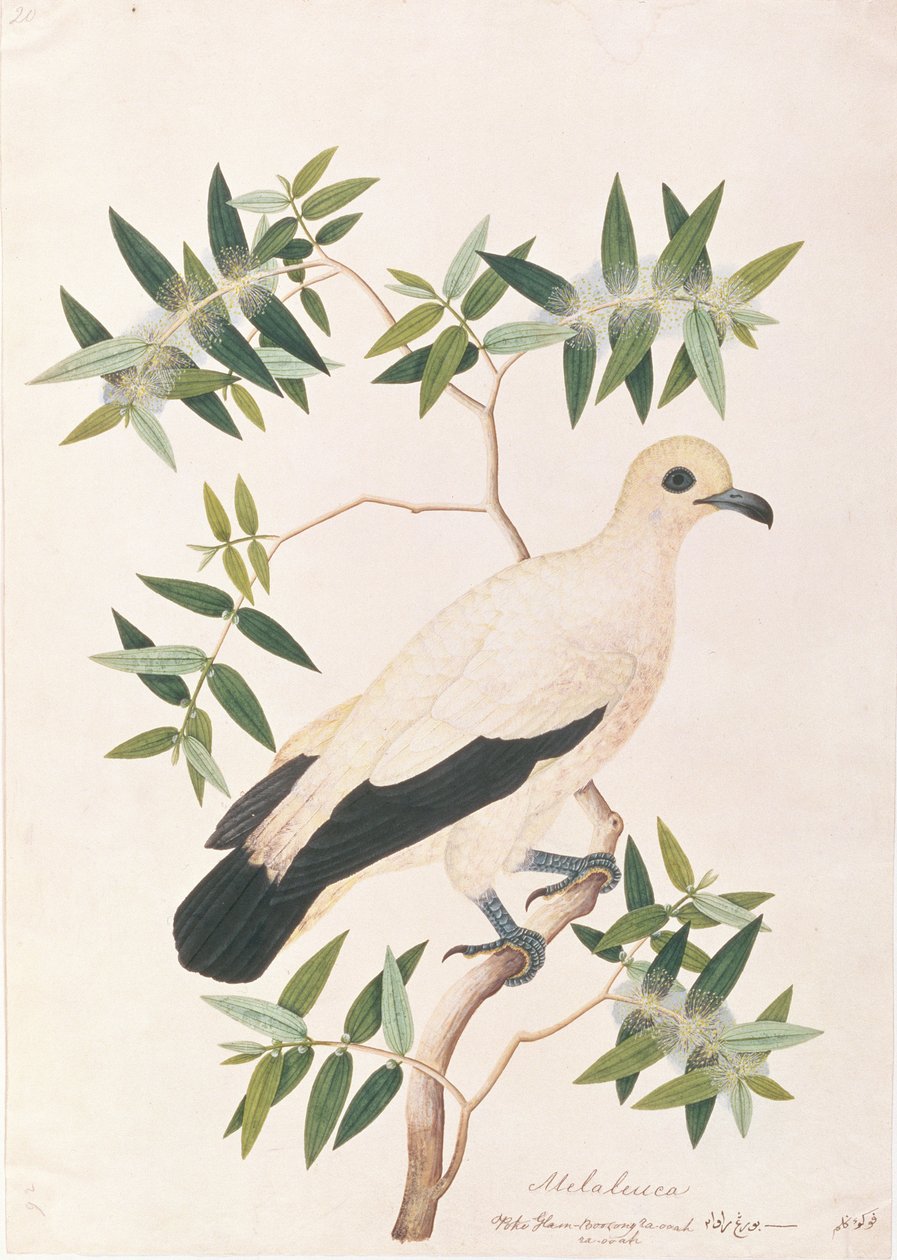 Pied Imperial Pigeon, from Drawings of Birds from Malacca, c.1805-18 by Chinese School