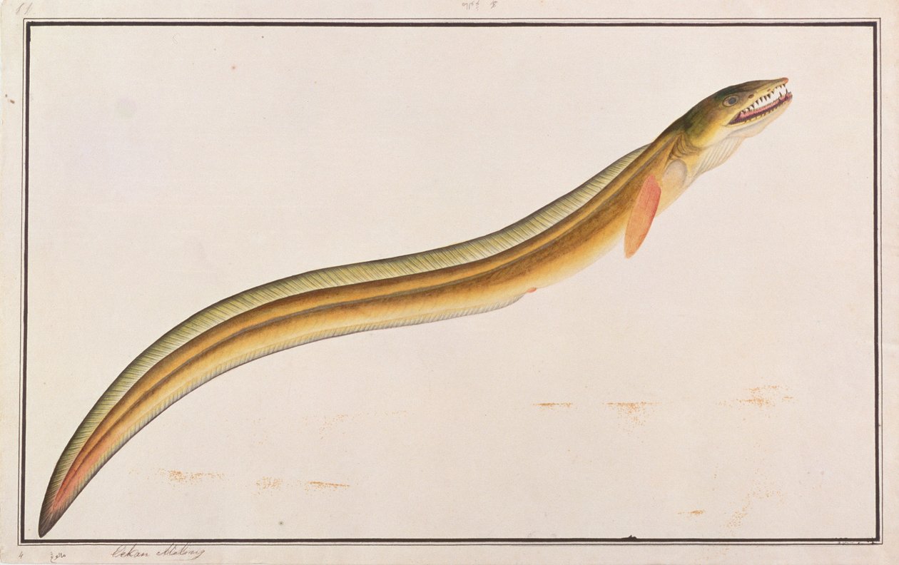 Pike Conger, from Drawings of Fishes from Malacca, c.1805-18 by Chinese School