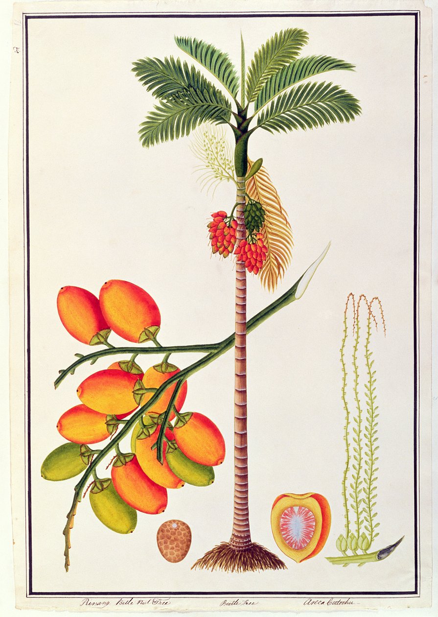 Pinang Betle Nut Tree, from Drawings of Plants from Malacca, c.1805-18 by Chinese School