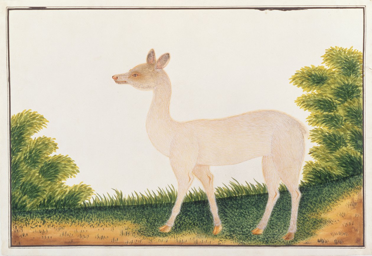 Sambar Deer, from Drawings of Animals, Insects and Reptiles from Malacca, c.1805-18 by Chinese School