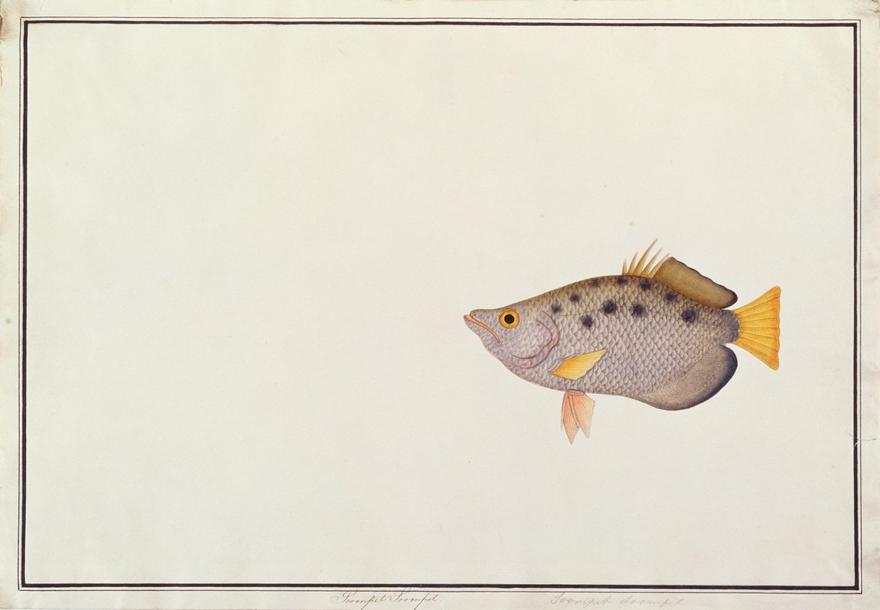 Spotted Archerfish, from Drawings of Fishes from Malacca, c.1805-18 by Chinese School