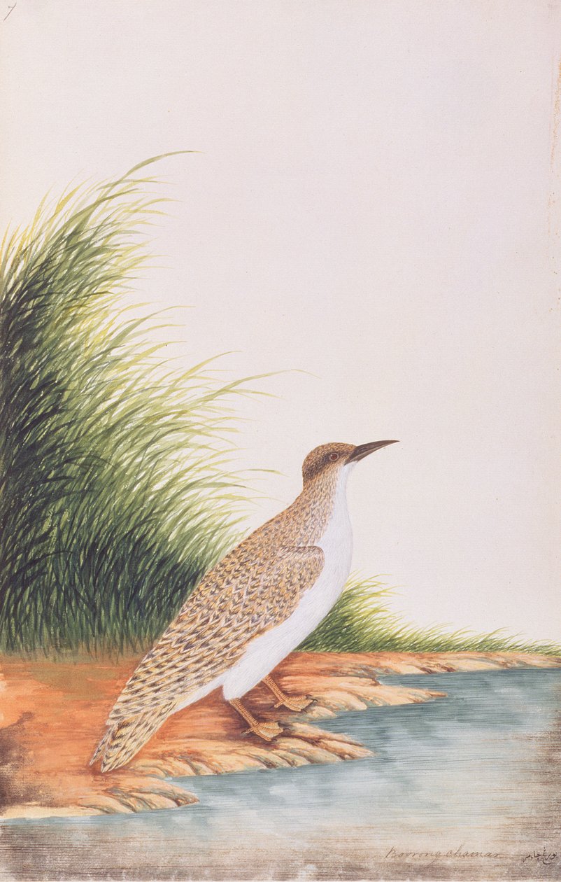 Tern, from Drawings of Birds from Malacca by Chinese School