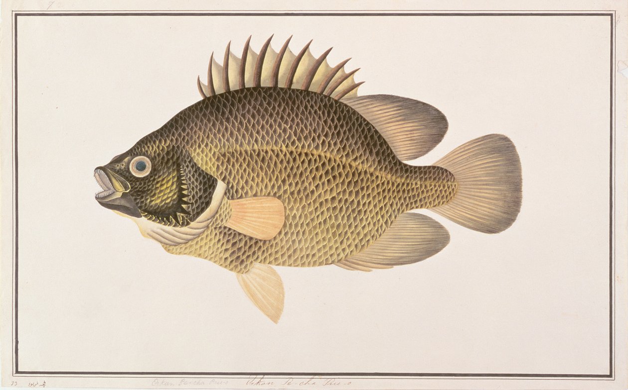 Tripletail, from Drawings of Fishes from Malacca, c.1805-18 by Chinese School