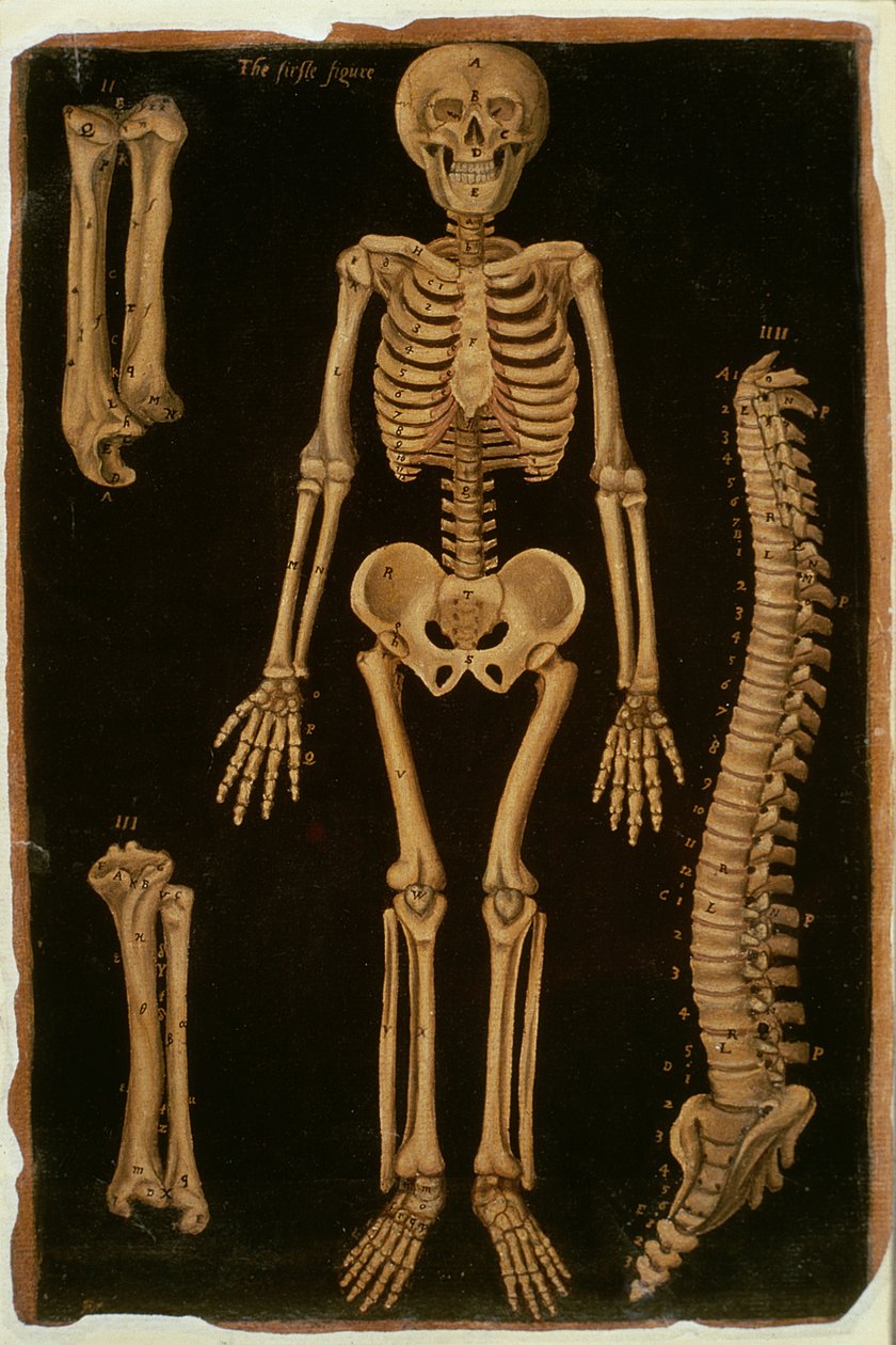 Ms Hunter 364 Table II Dissection, from Anatomical Tables, by John Banister by English School