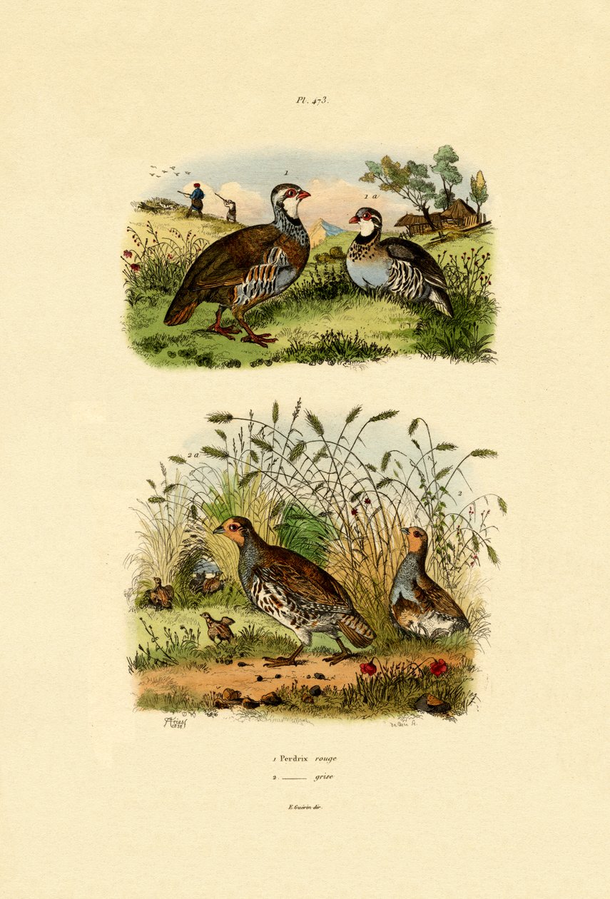 Grey Partridge by French School