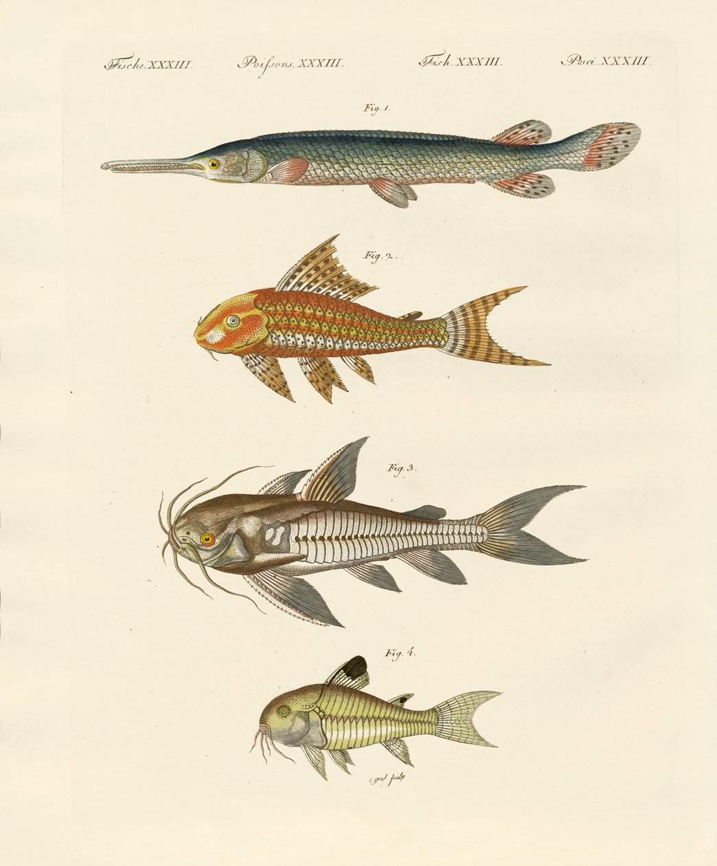 Armoured Fish by German School