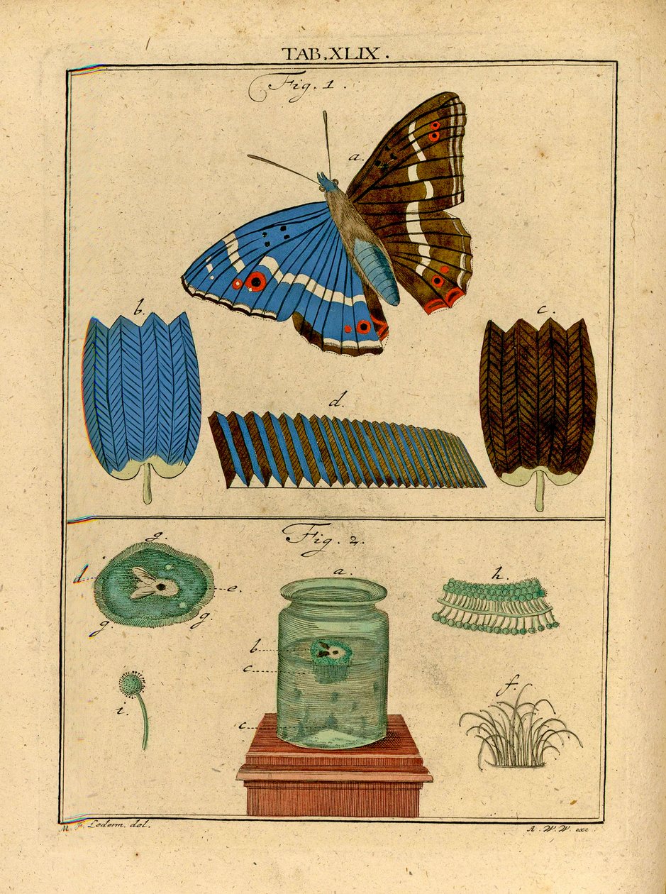 Illustrations of Microscopic Single Cell Organisms and Scales from a ...