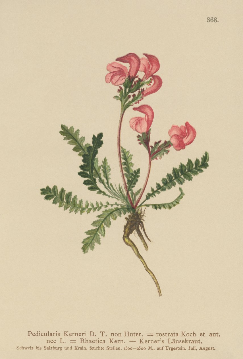 Kerners Lousewort by German School