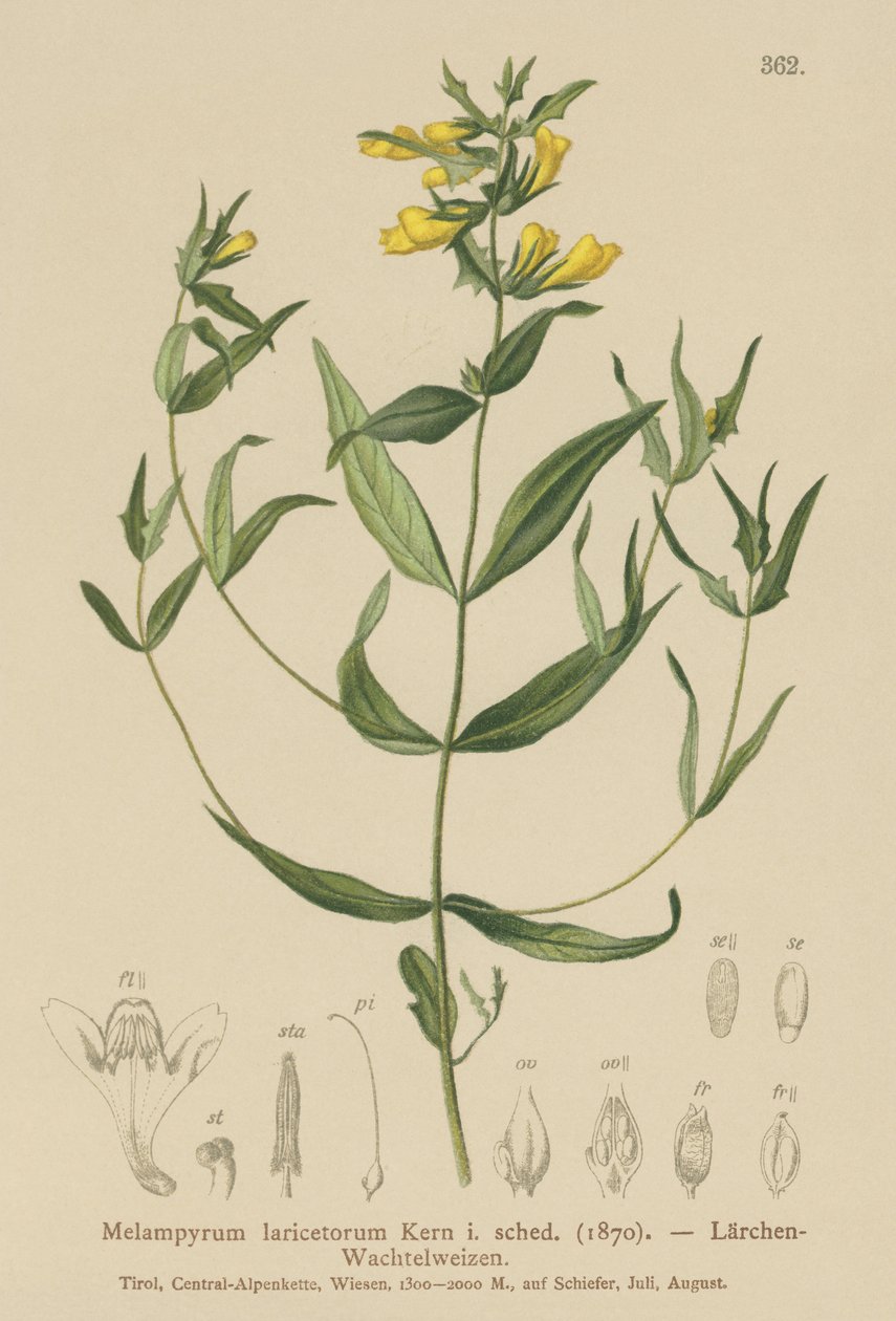 Small Cow-wheat (Melampyrum laricetorum, Melampyrum carpathicum, Melampyrum sylvaticum)  by German School