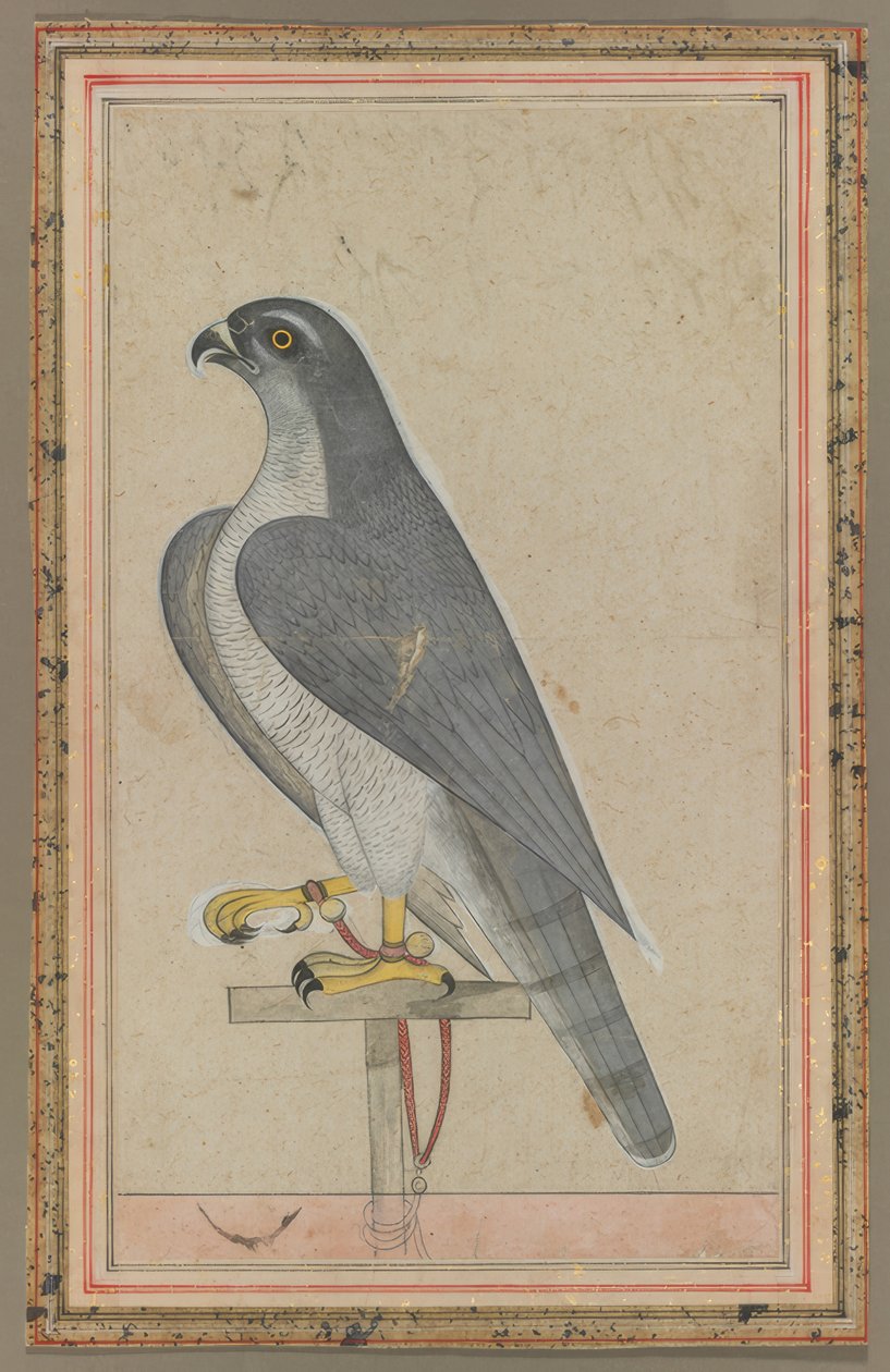 Falcon by Löscher and Petsch