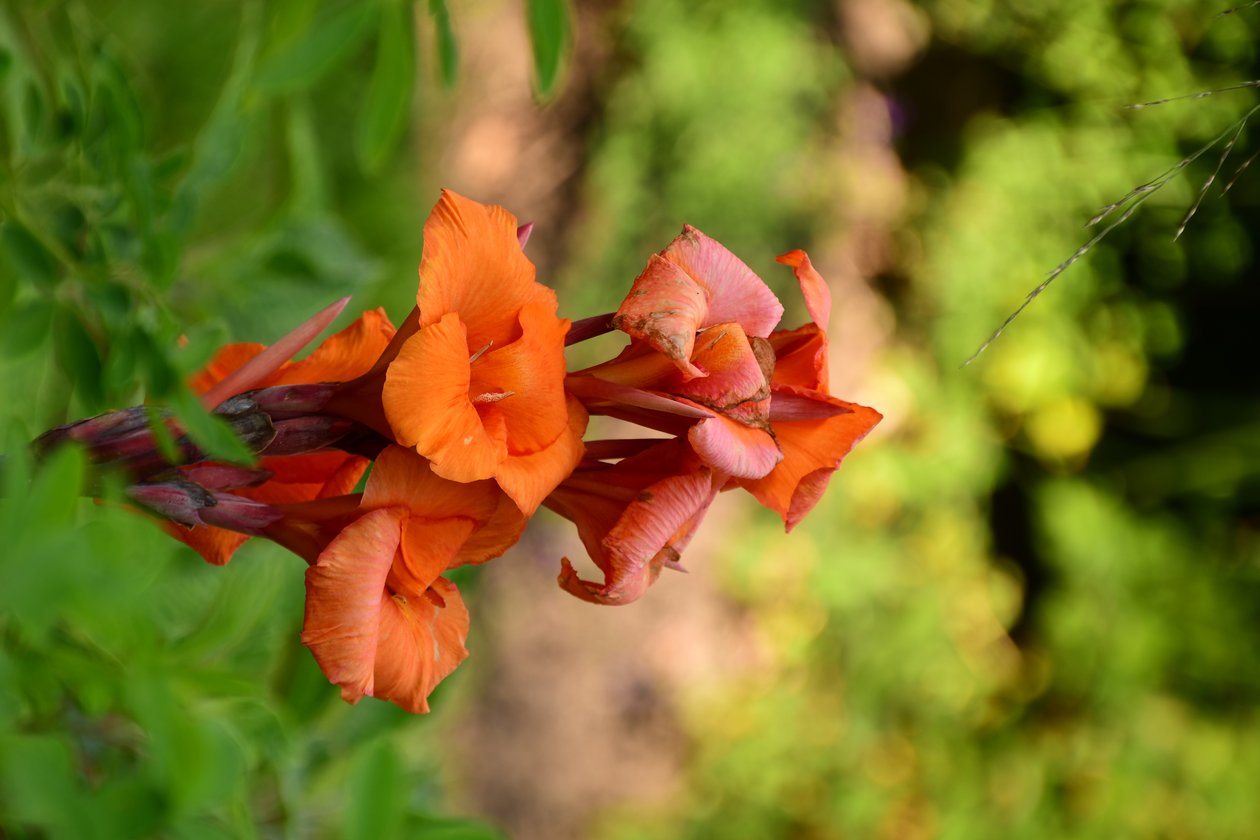 Captured roses against soft natural and artistic background by Albert Mansour