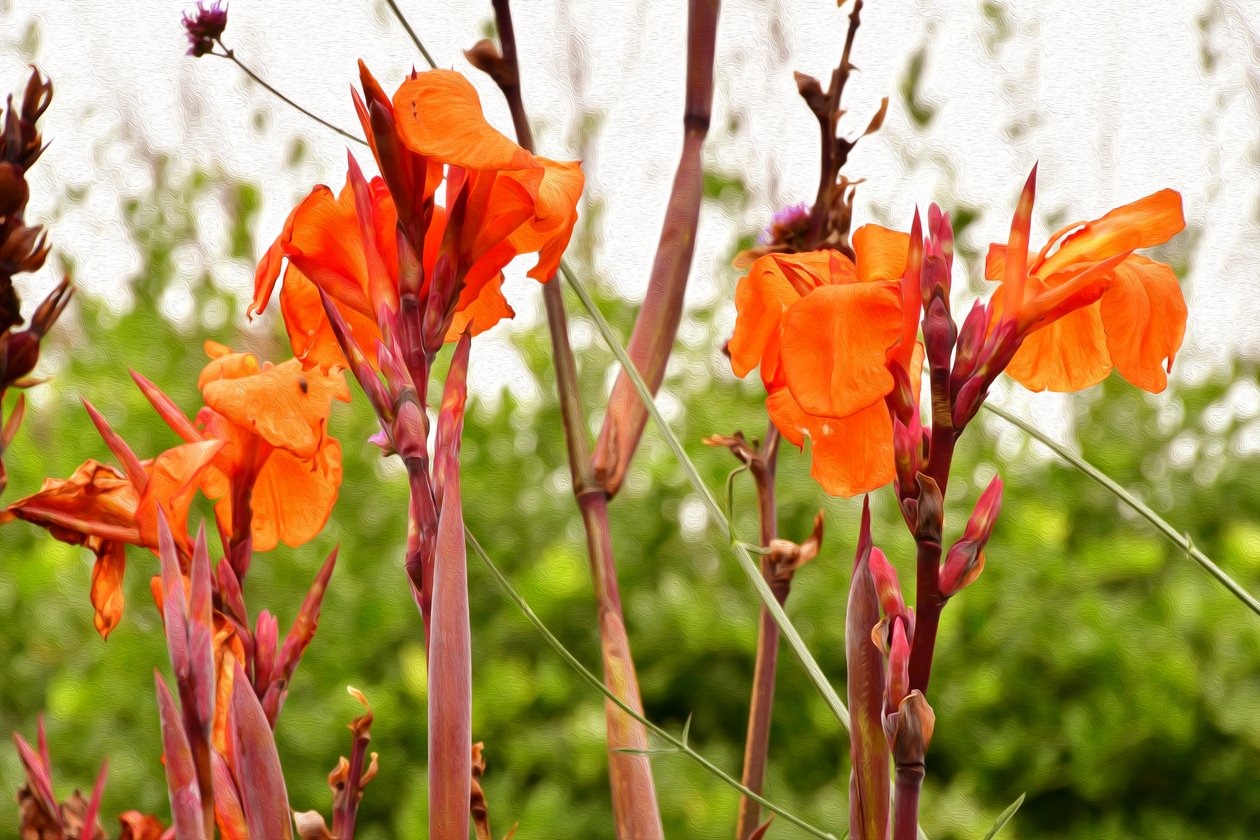 Floral Fine Art by Albert Mansour