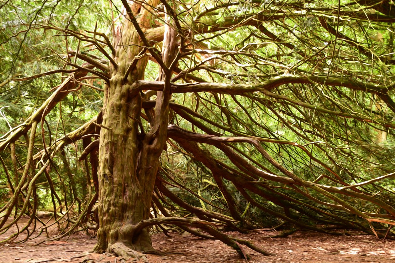 Nature Forest by Albert Mansour