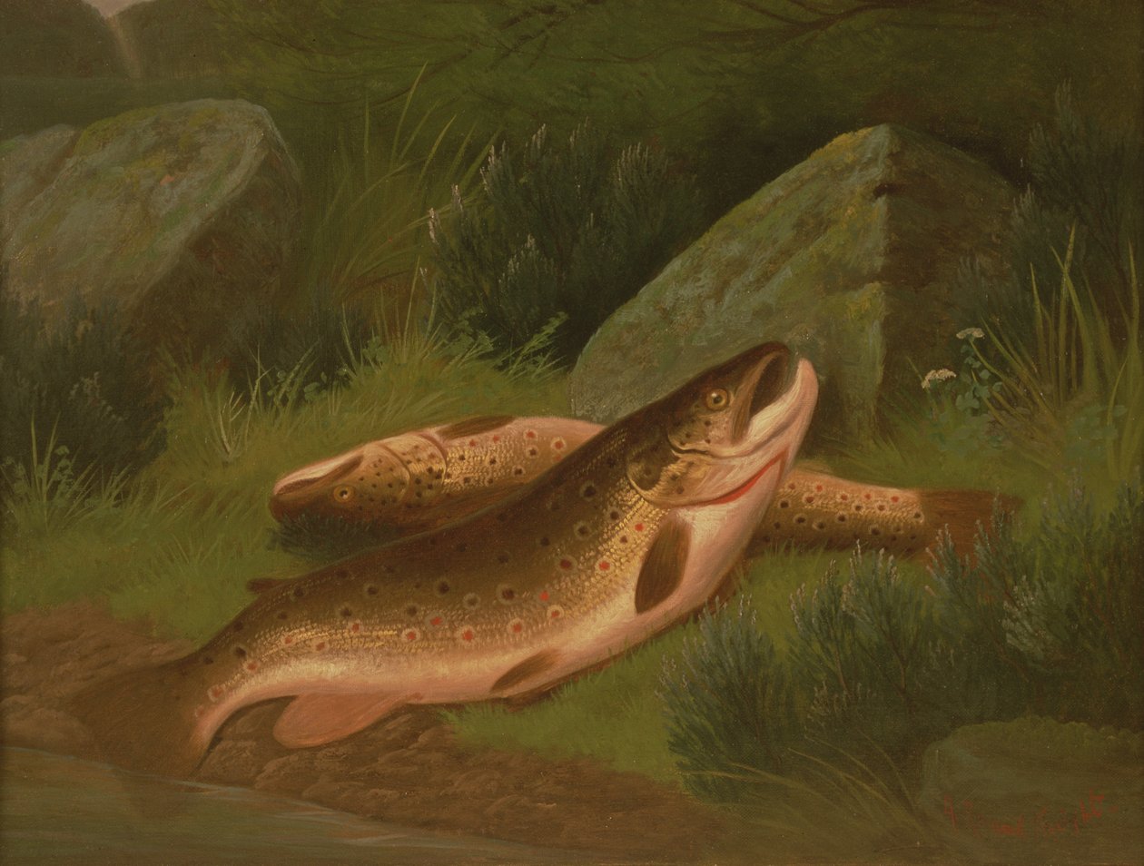 Brown Trout by A. Roland Knight