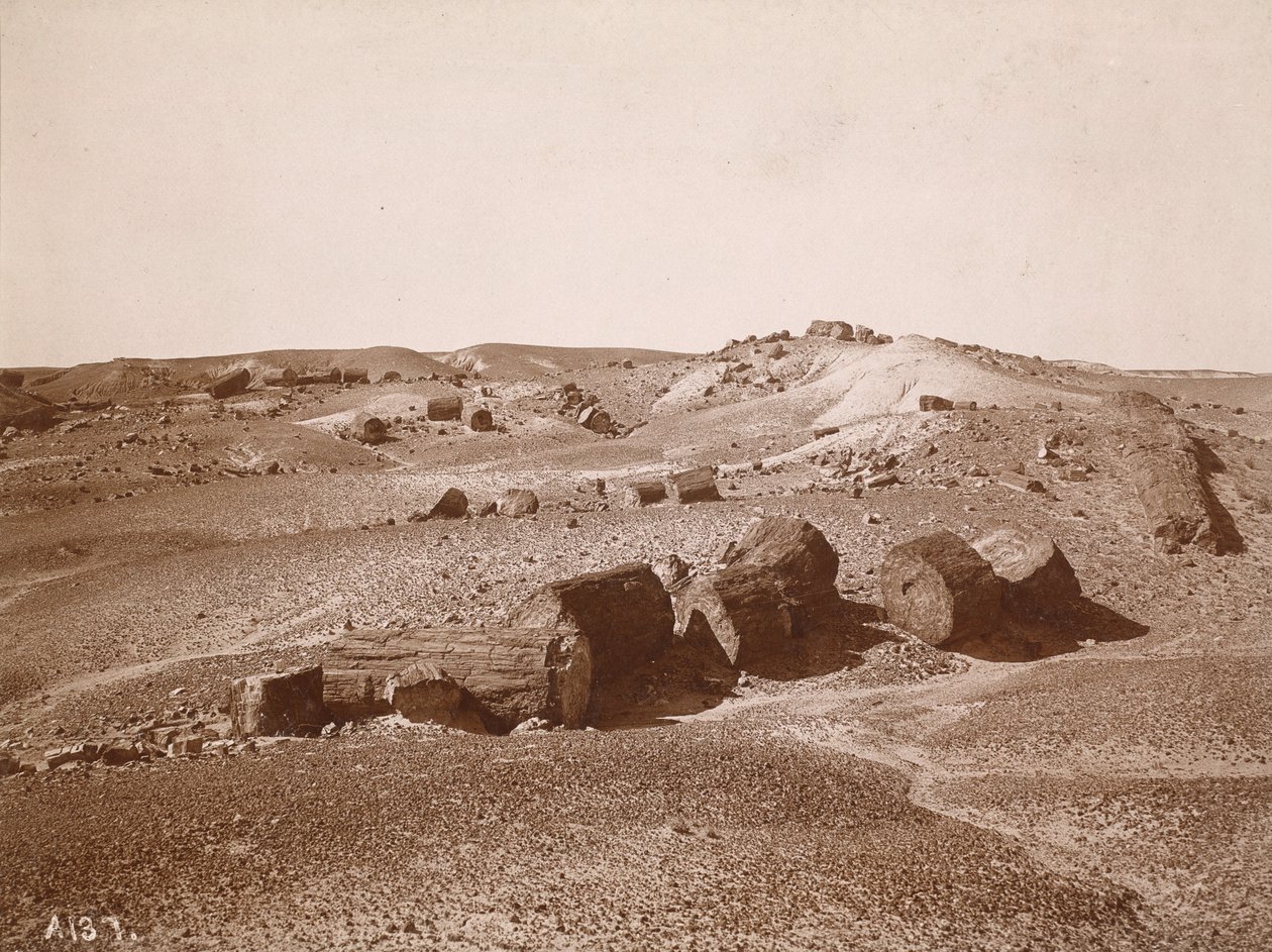 In the Petrified Forest (General View, Middle Park) by A.C. Vroman