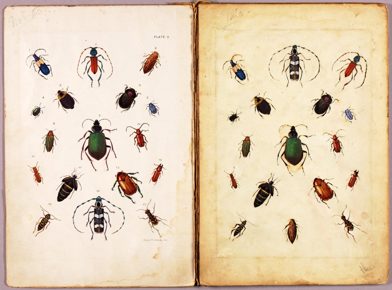 INSECTS - Colored Beetles, Landscape, Study Folder for the Book Concealing Coloration in the Animal Kingdom by Abbott Handerson Thayer