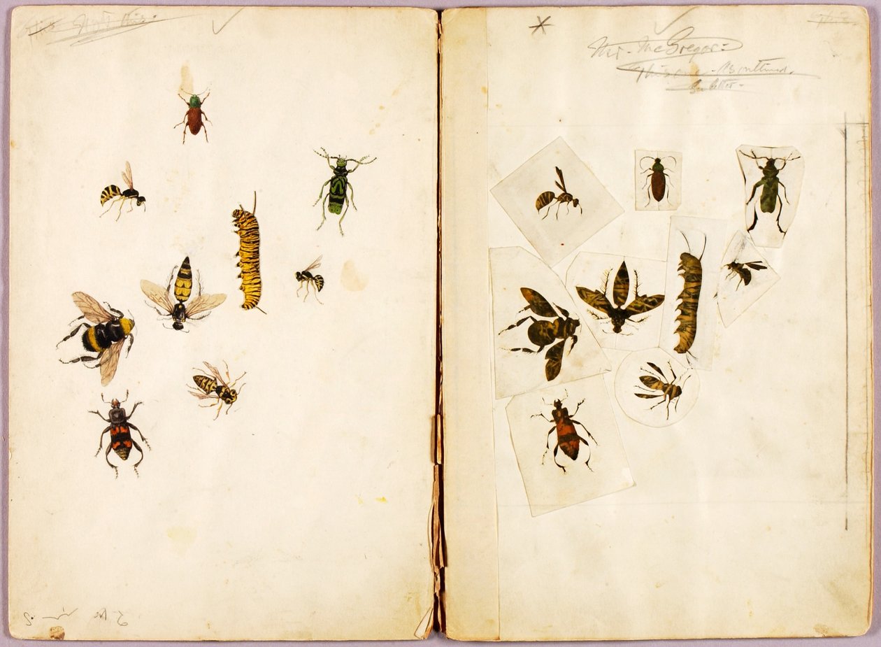 Insects--Colored, study folder for book Concealing Coloration in the Animal Kingdom by Abbott Handerson Thayer