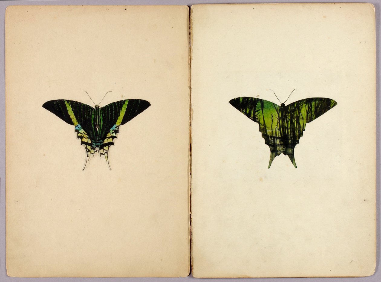 Urania Moth, Study Folder for Book Concealing Coloration in the Animal Kingdom by Abbott Handerson Thayer
