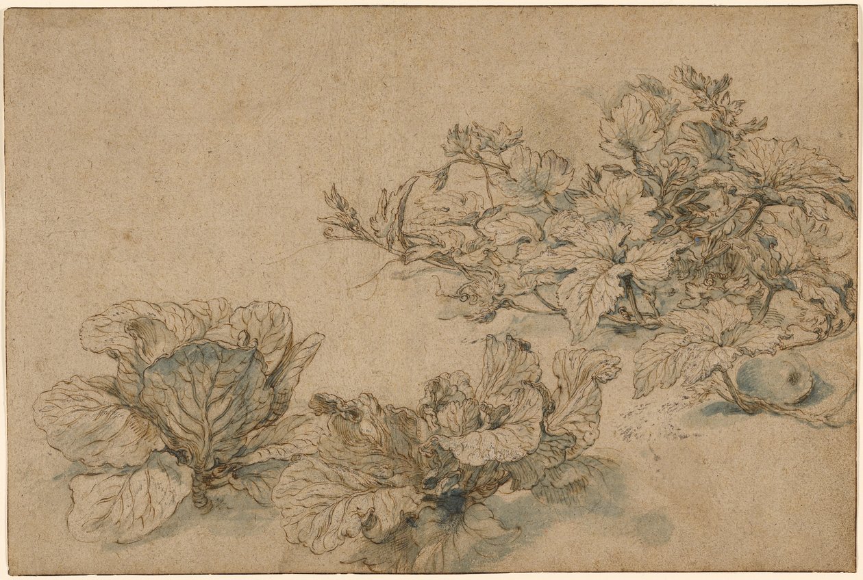 Studies of a Marrow Plant and Cabbages by Abraham Bloemaert