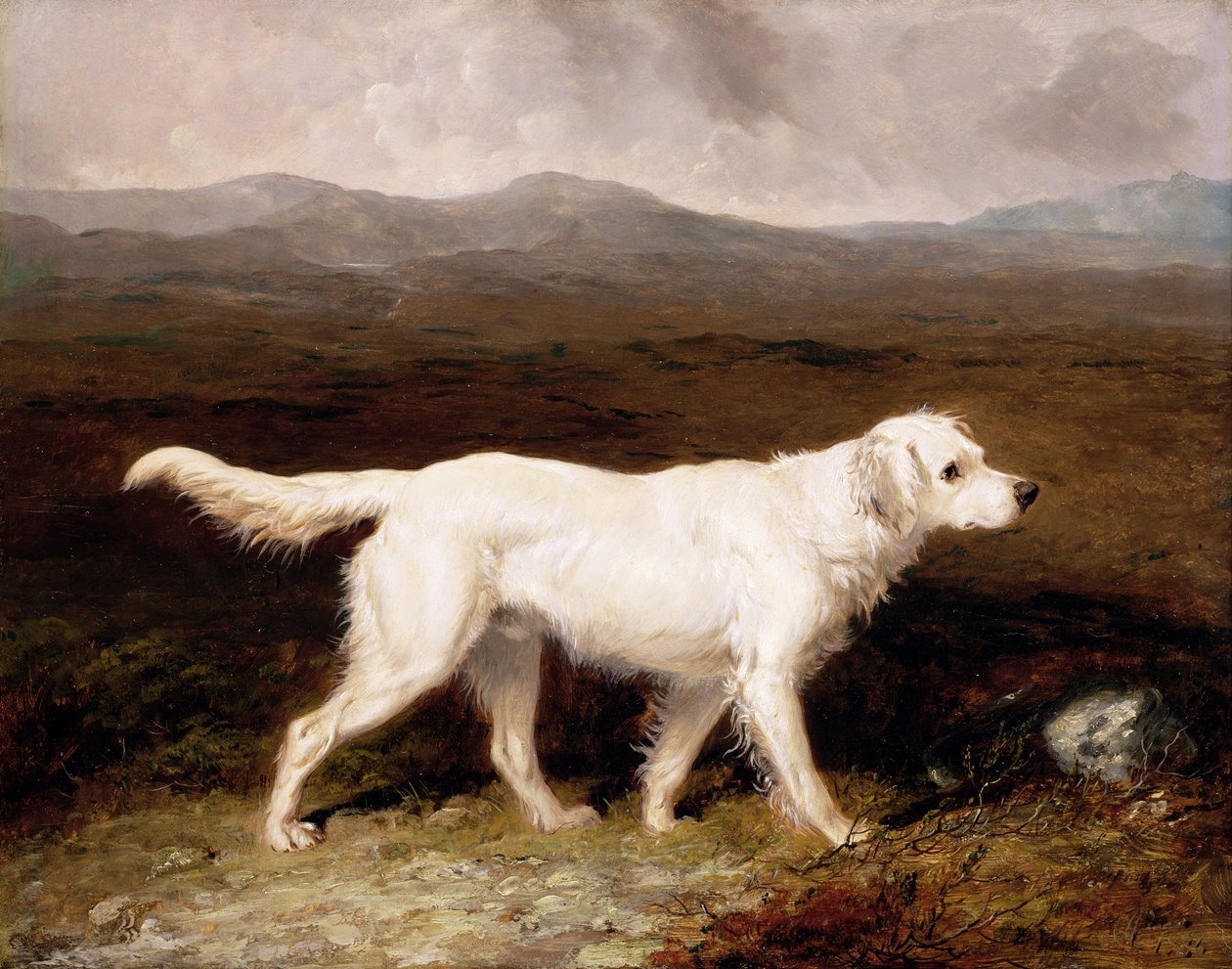 Charles Brett's White English Setter 'Sam' in a Moorland Landscape