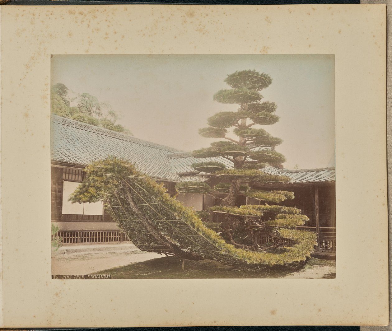 Pine Tree, Kinkakuji by Adolfo Farsari