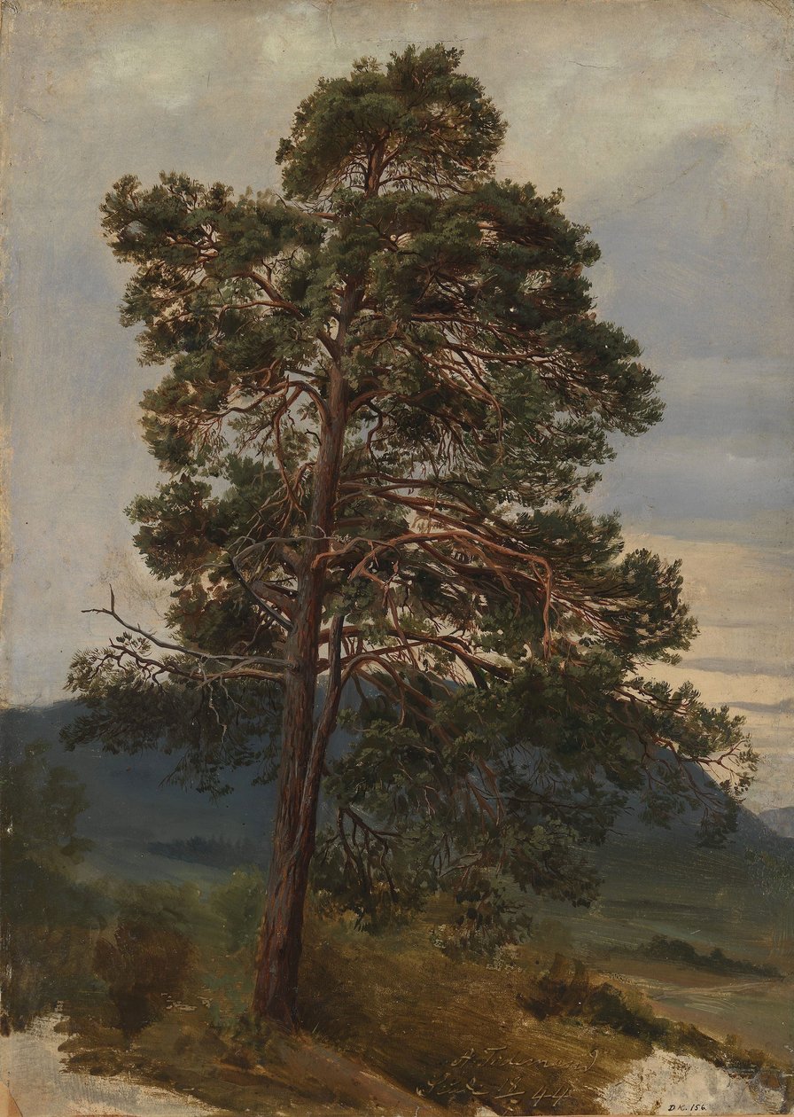 Study of a Pine Tree by Adolph Tidemand