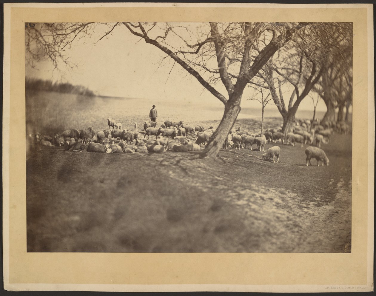 Shepherd and Flock of Sheep by Adolphe Braun