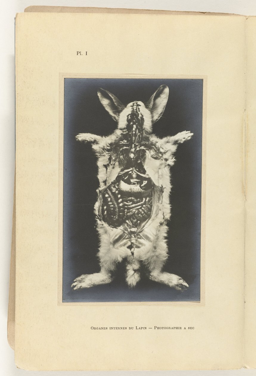 Dissected Rabbit with Visible Organs by Adolphe Louis Donnadieu
