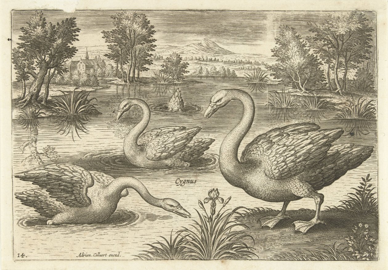Three Swans in a Pond (Birds) (Avivm Vivae) by Adriaen Collaert