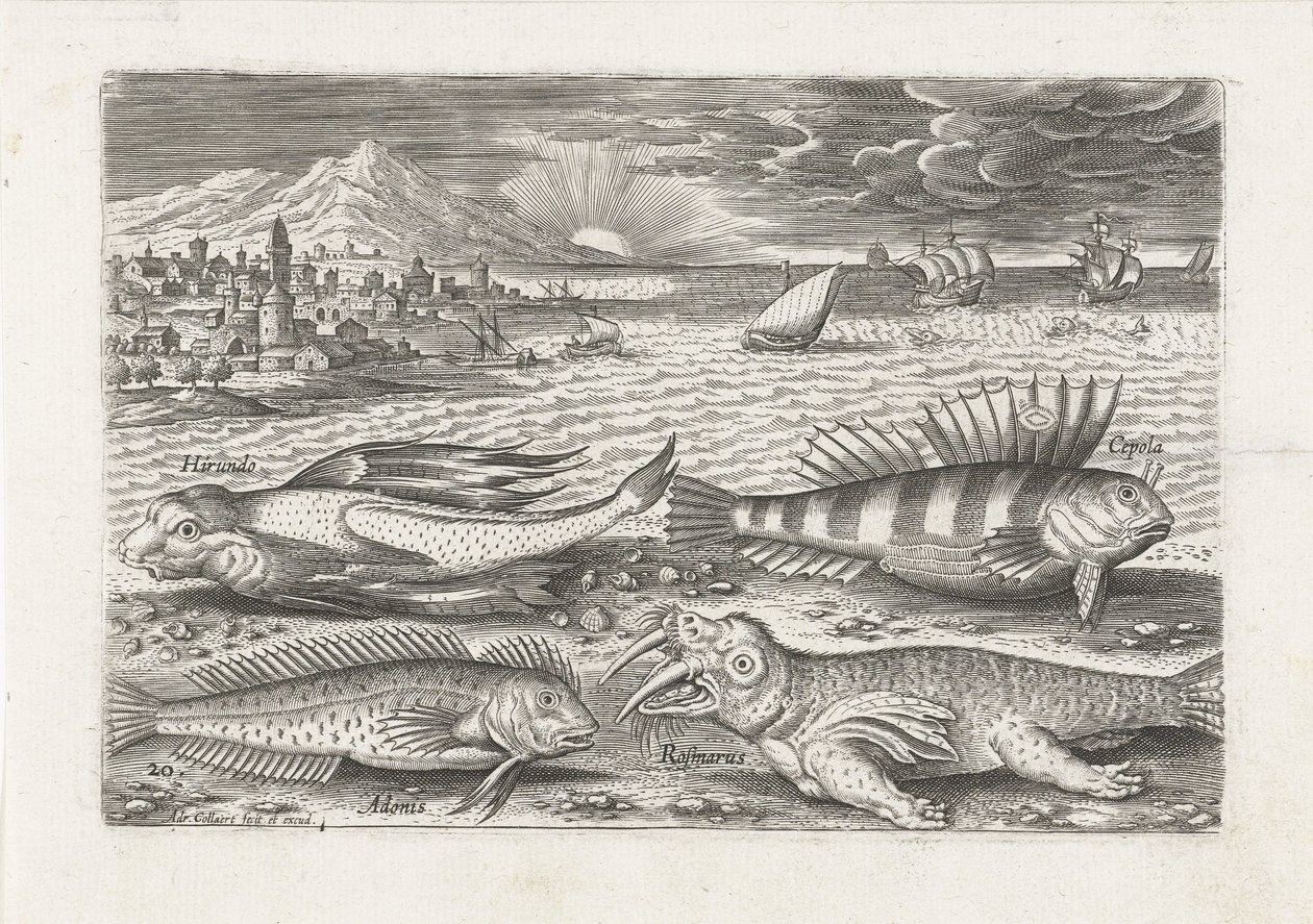 Some Fish and a Walrus on the Beach by Adriaen Collaert