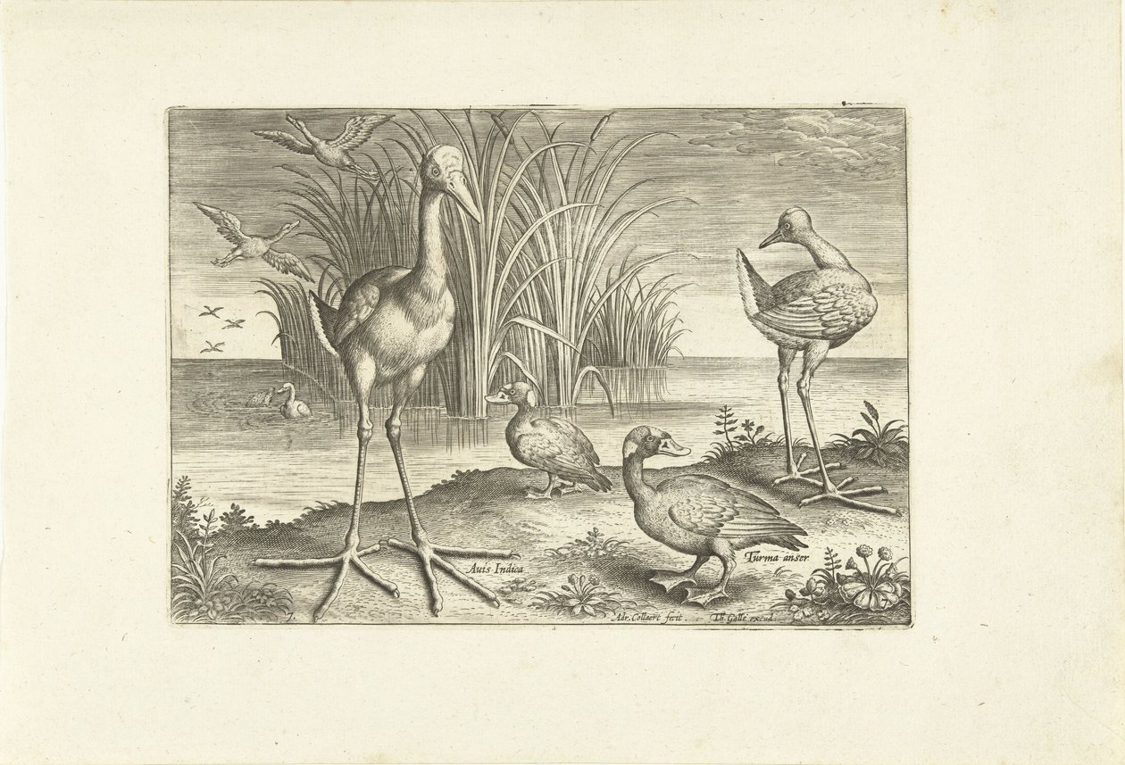 Some Waterfowl on a Shore by Adriaen Collaert