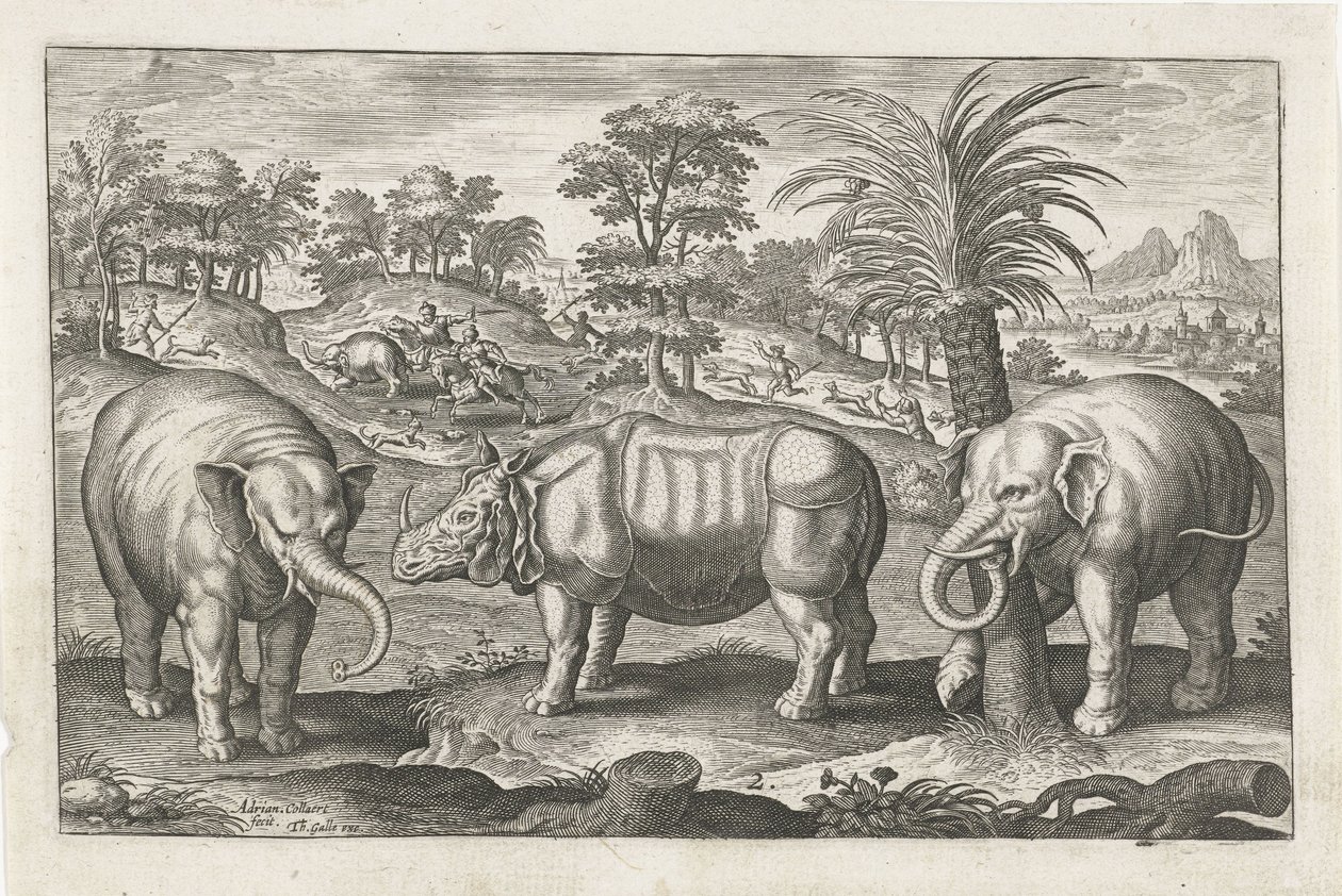 Elephants and Rhinoceros by Adriaen Collaert