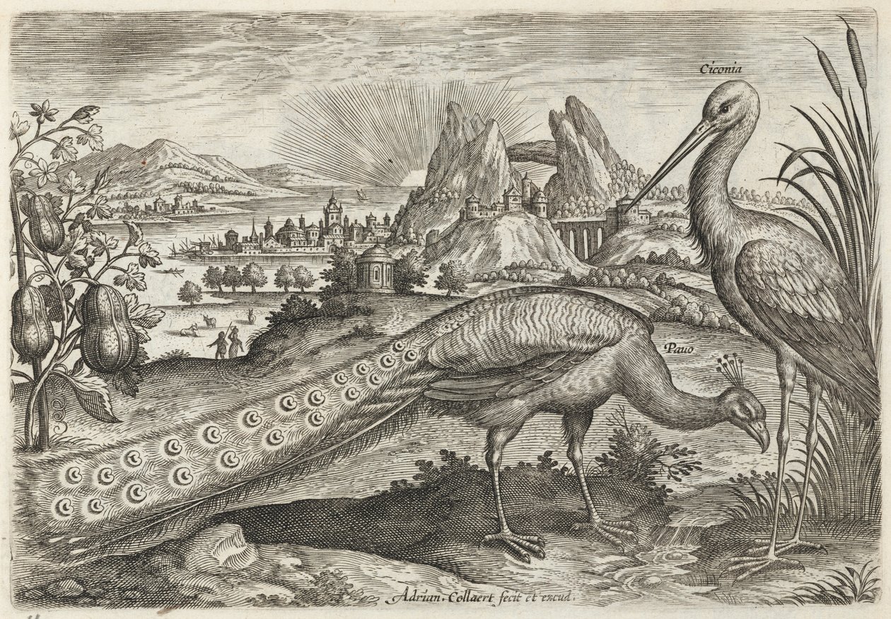 Peacock and Stork by Adriaen Collaert