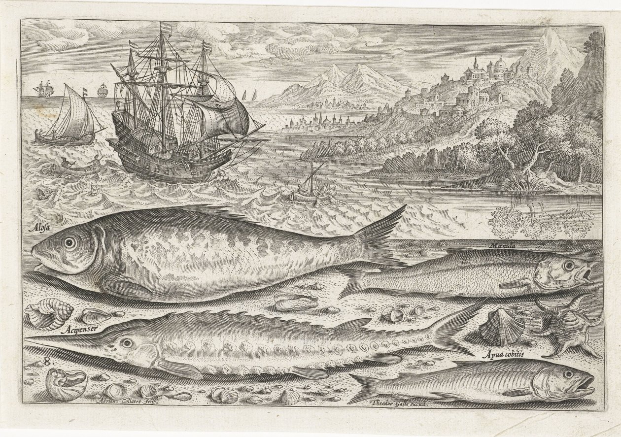 Four Fish on the Beach (Fish series) by Adriaen Collaert