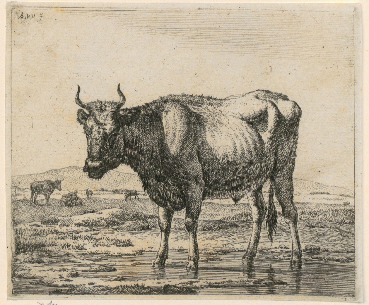 Bull Standing in Water, Plate 6 from the Series "Various Animals" by Adriaen van de Velde